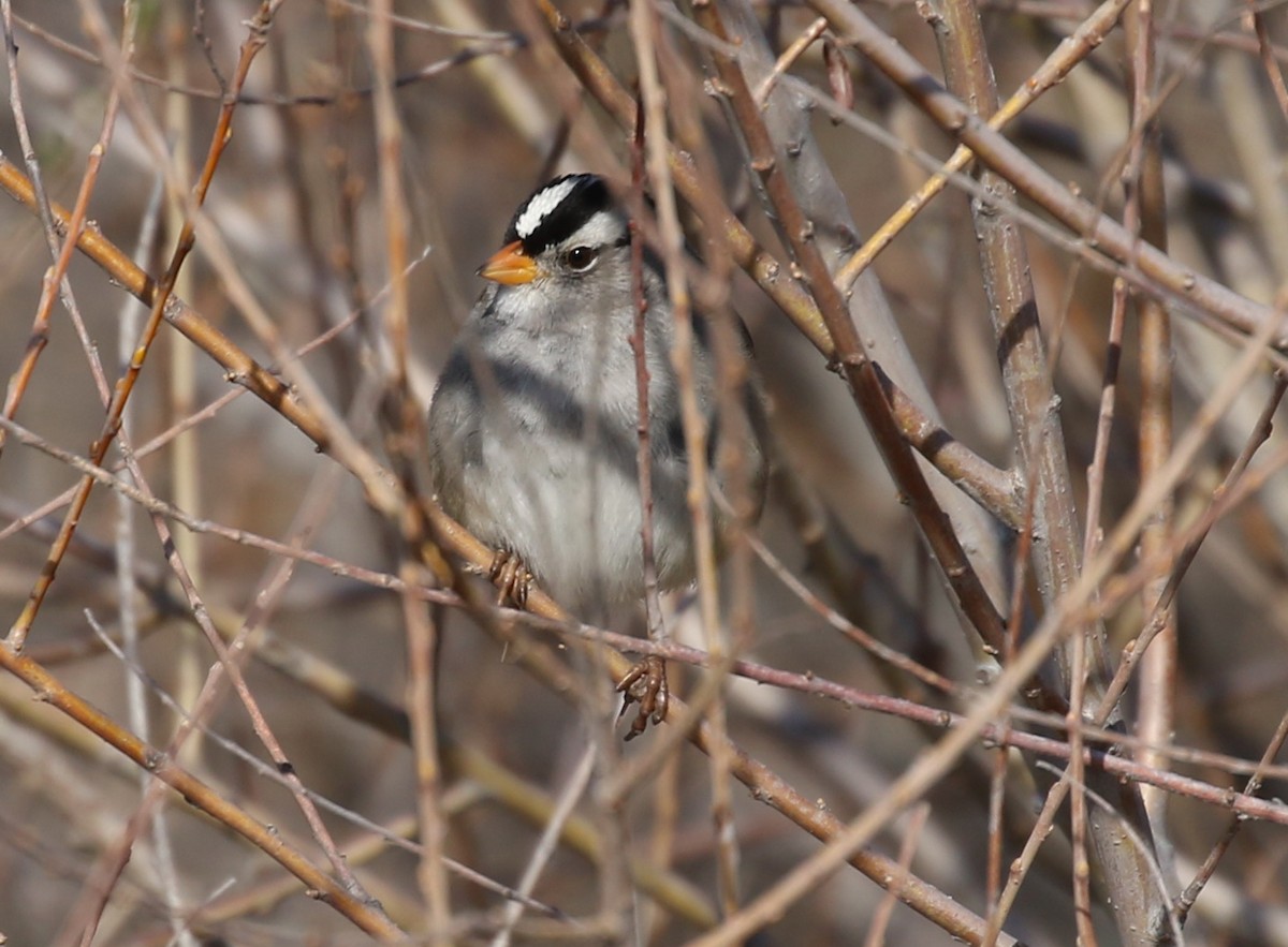 White-crowned Sparrow - ML50603171