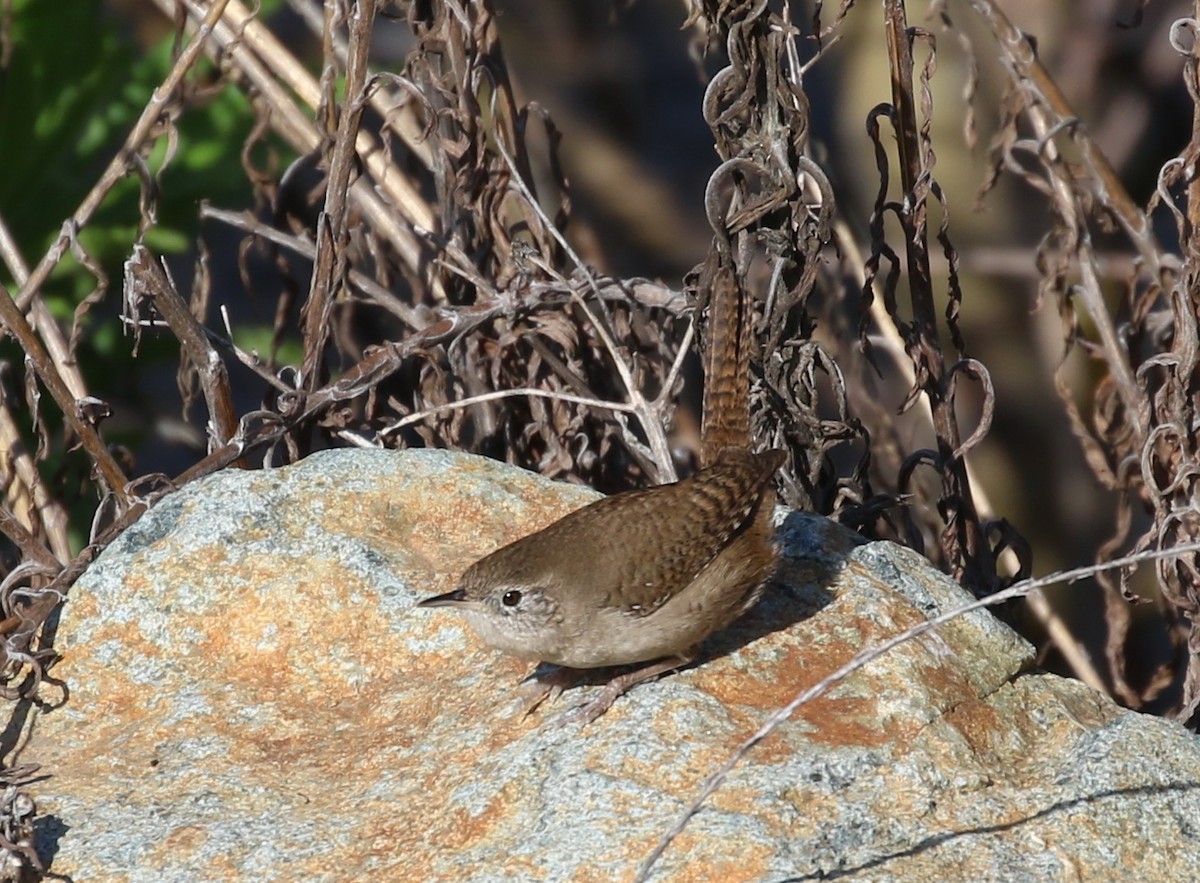 Northern House Wren - ML50603181