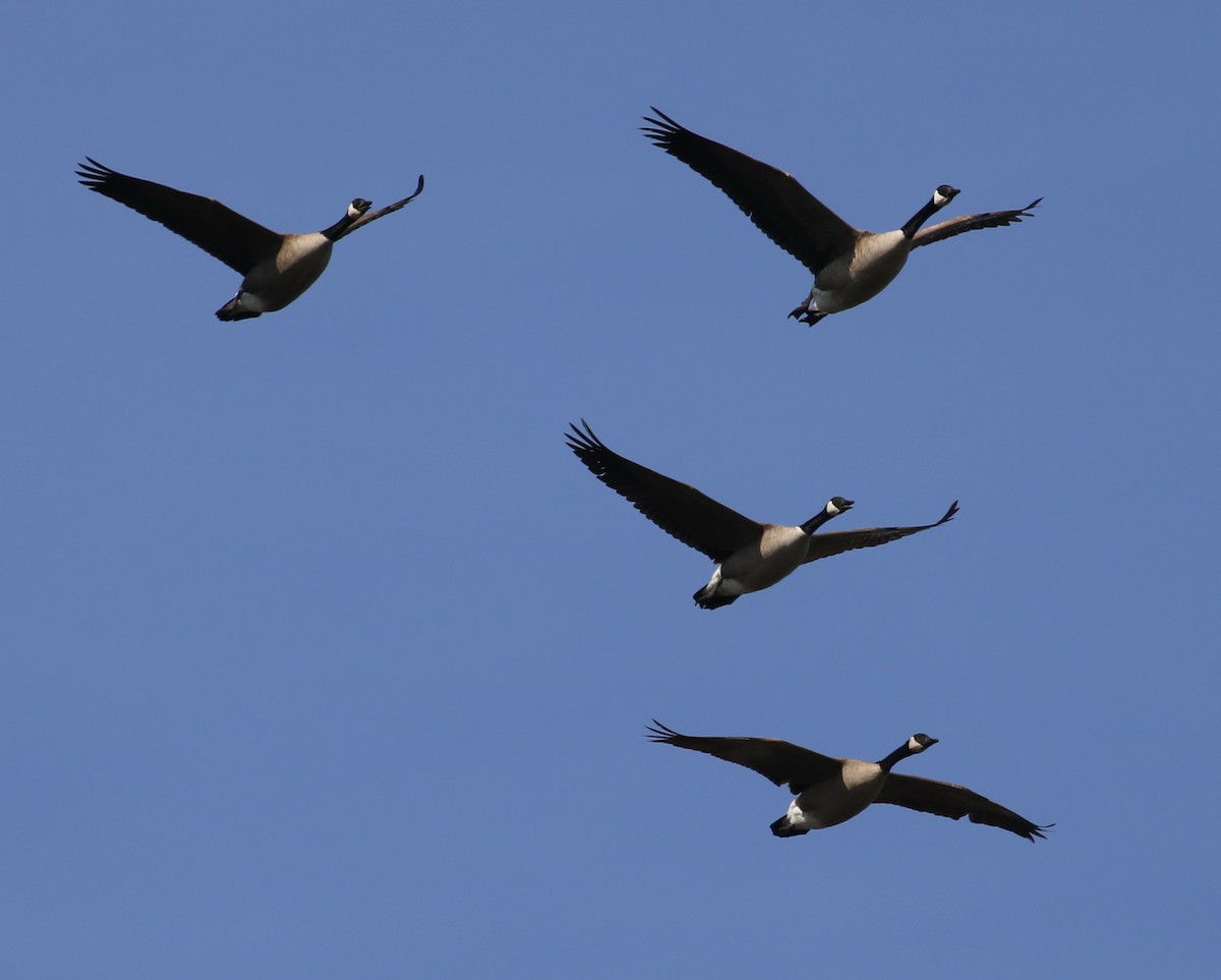 Canada Goose - ML50603191