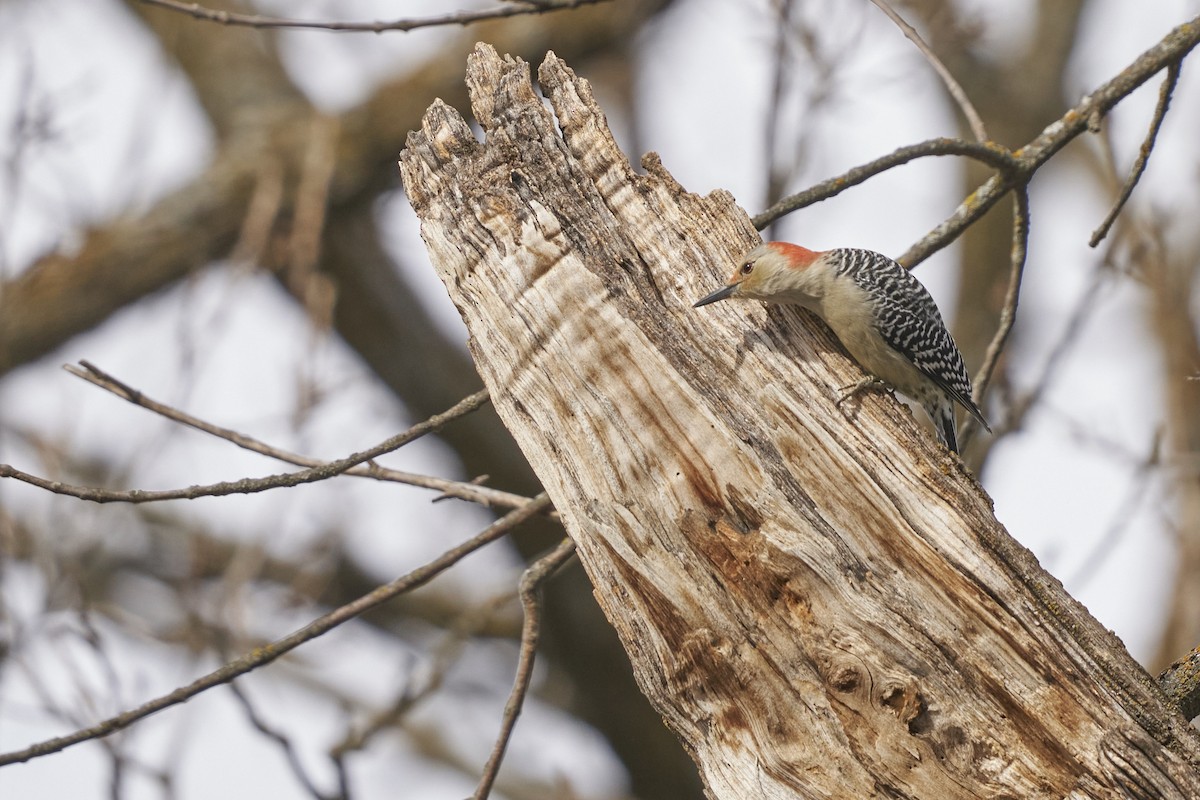 Red-bellied Woodpecker - ML506032211