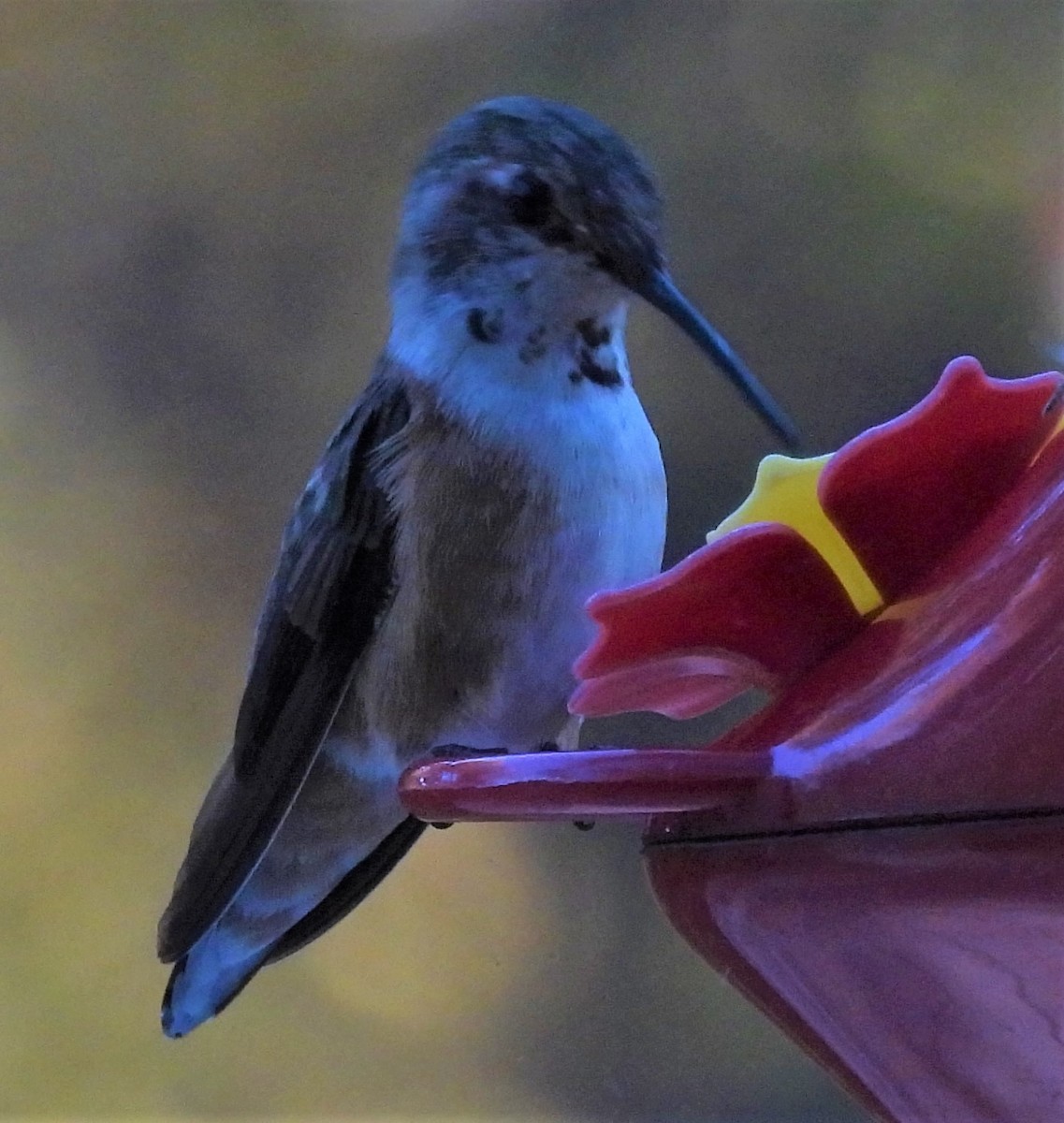 Rufous Hummingbird - ML506032331