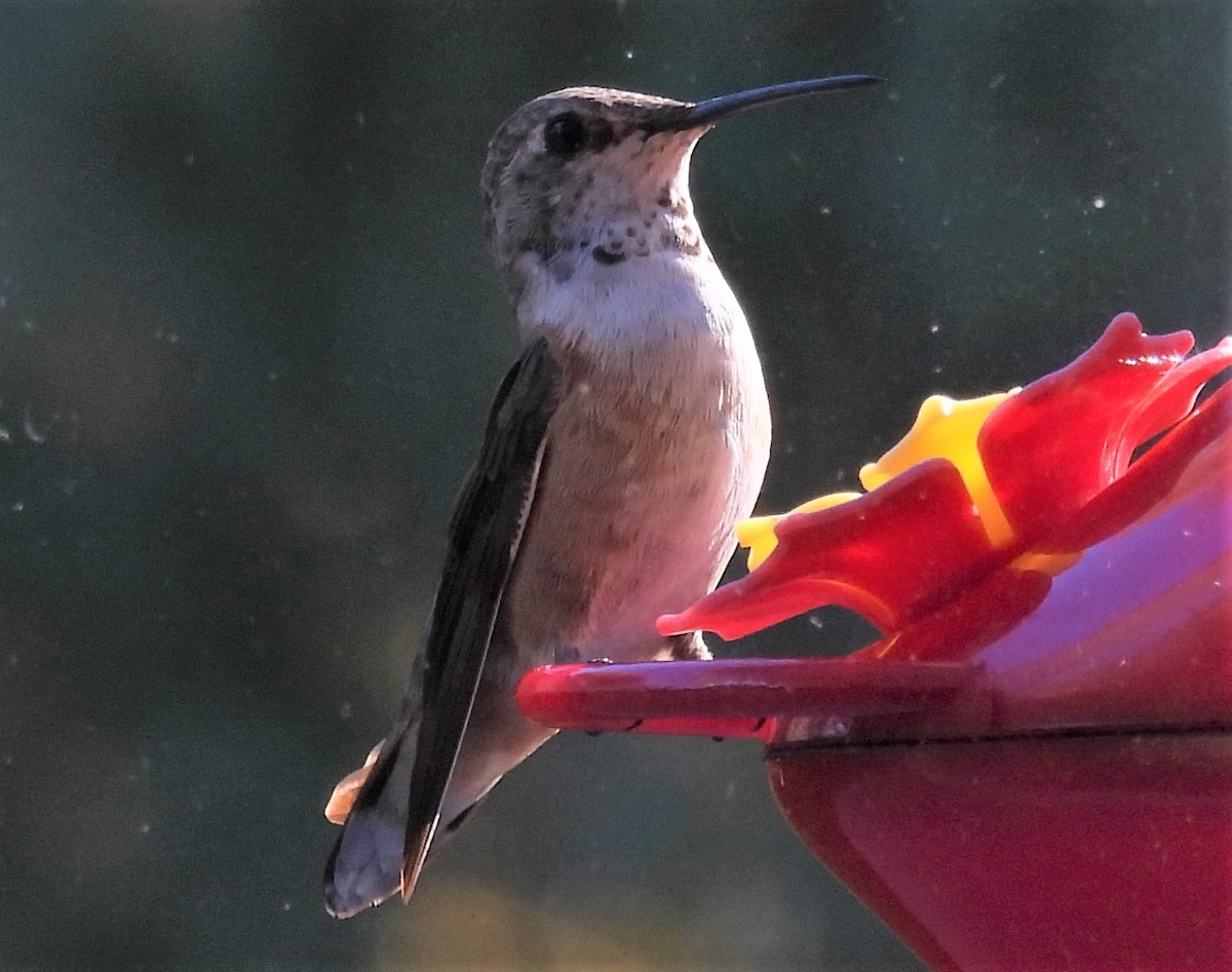 Rufous Hummingbird - ML506032471