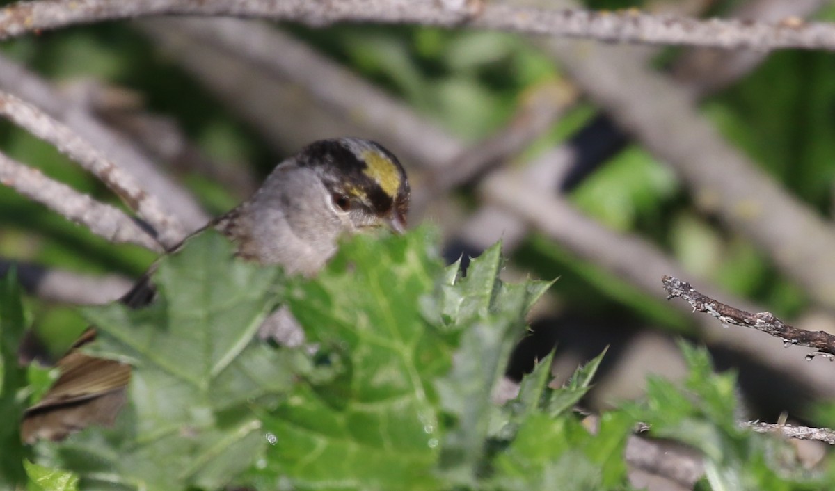 Golden-crowned Sparrow - ML50603261