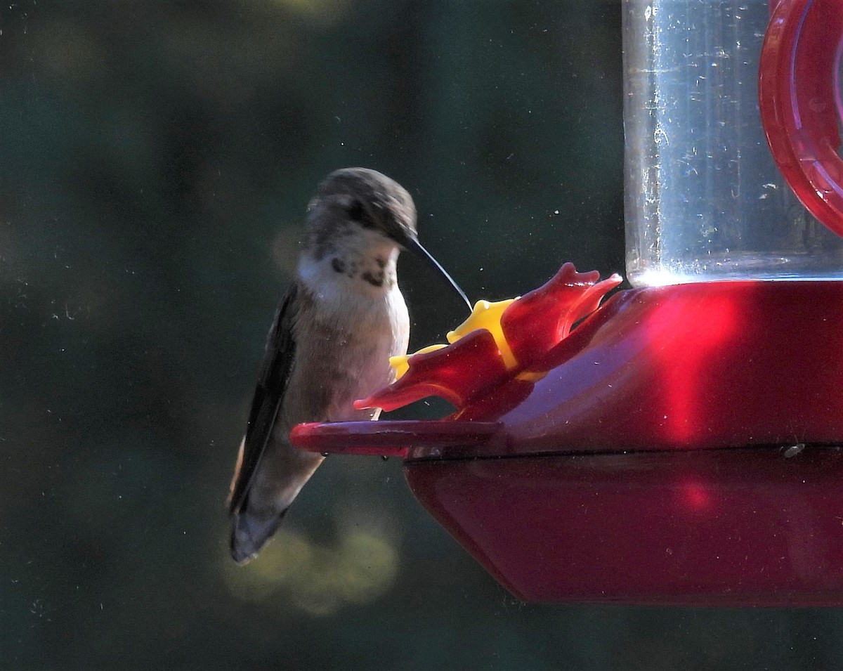 Rufous Hummingbird - ML506032701