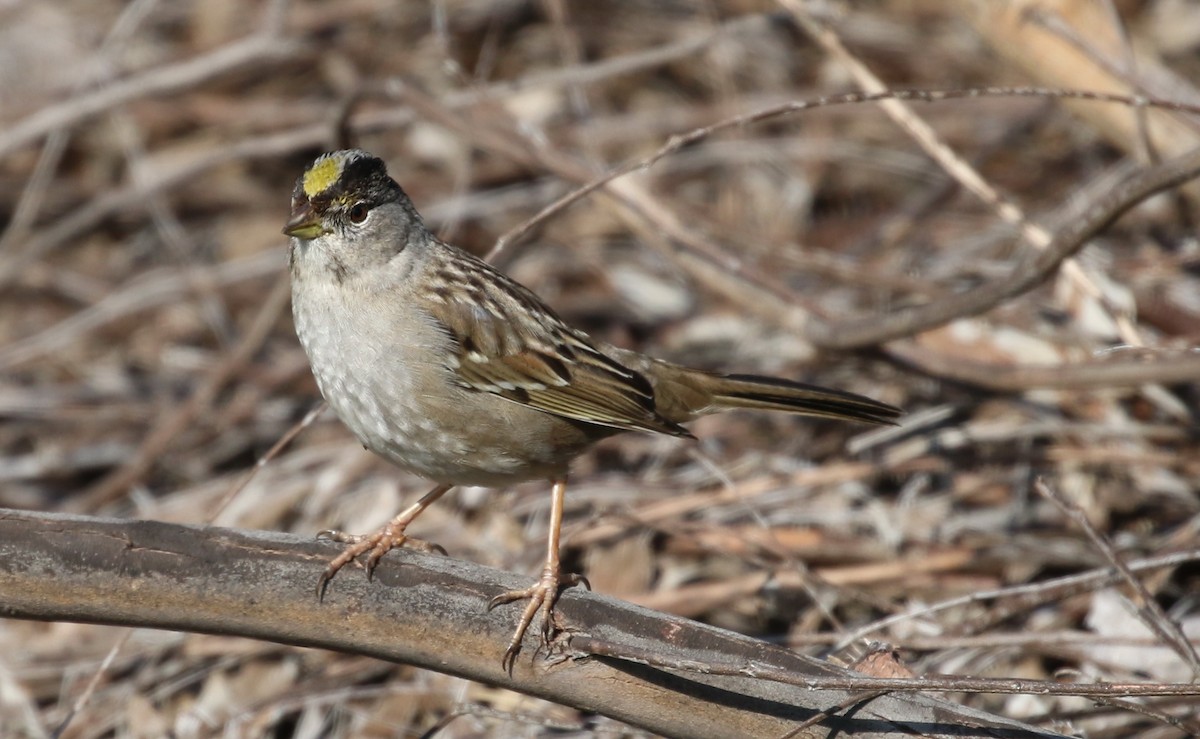 Golden-crowned Sparrow - ML50603271