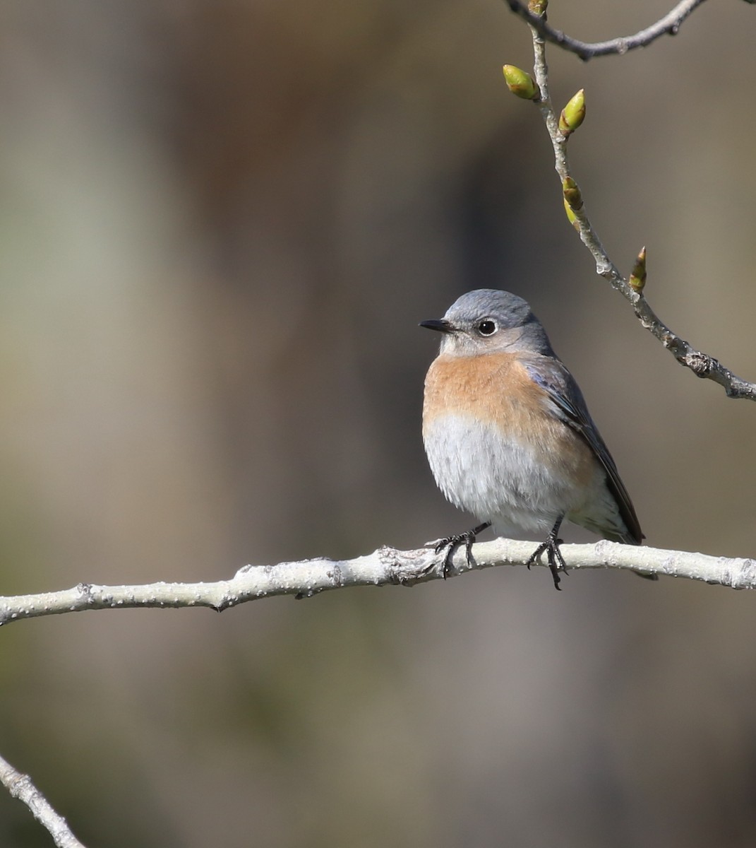 Western Bluebird - ML50603291