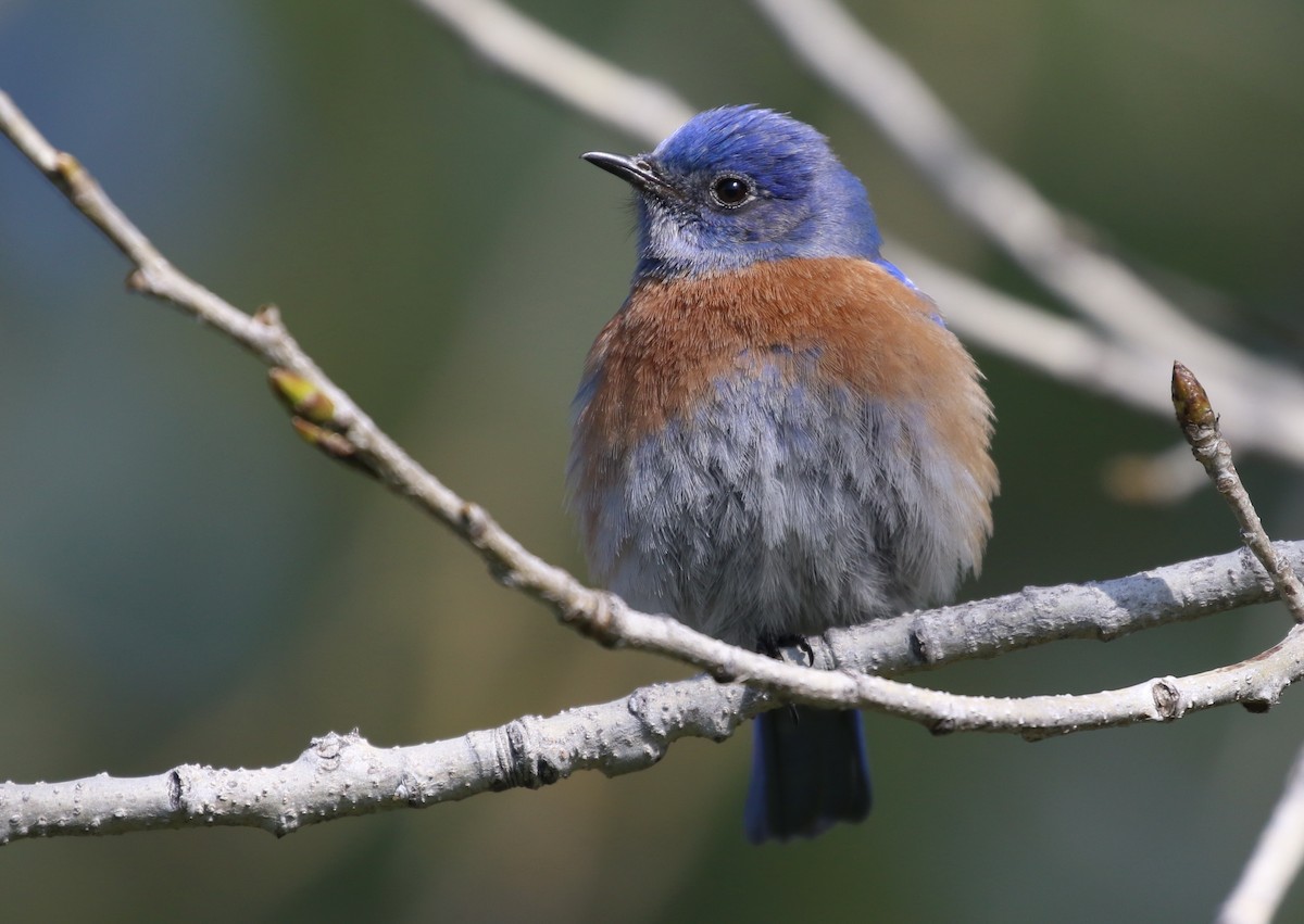 Western Bluebird - ML50603301