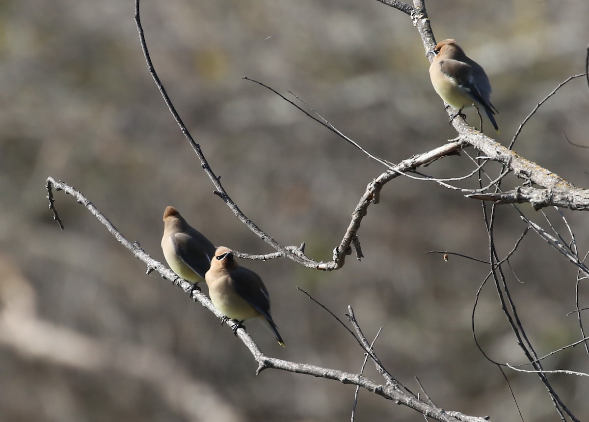 Cedar Waxwing - ML50603321