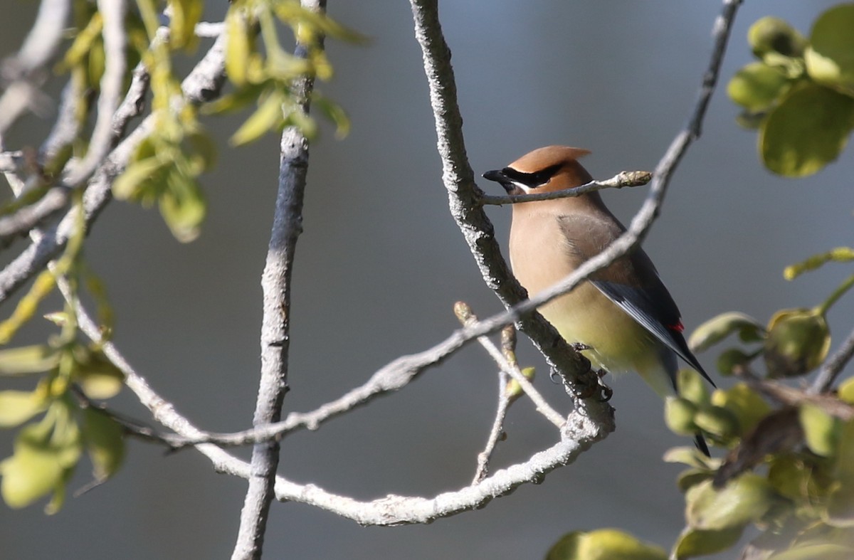 Cedar Waxwing - ML50603331