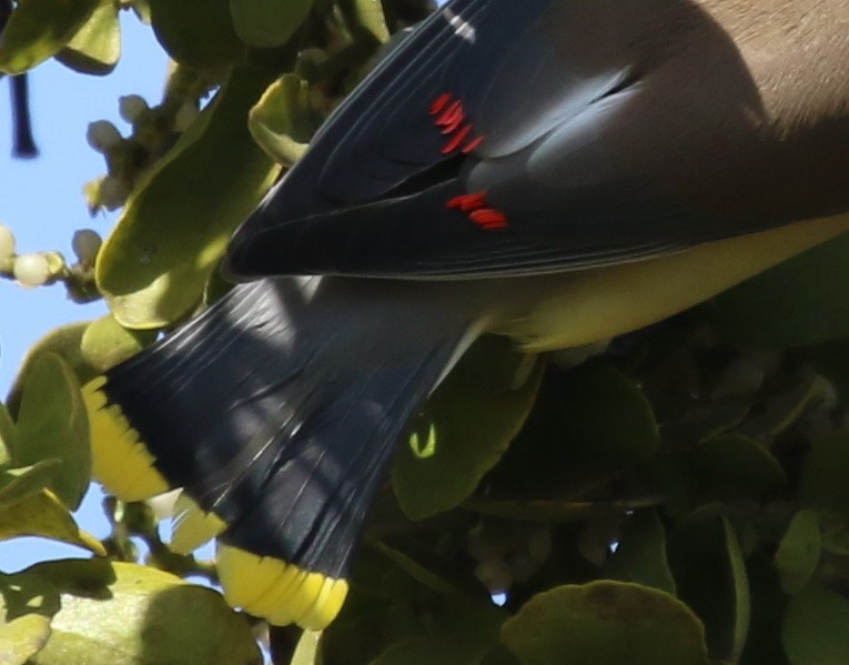 Cedar Waxwing - ML50603351