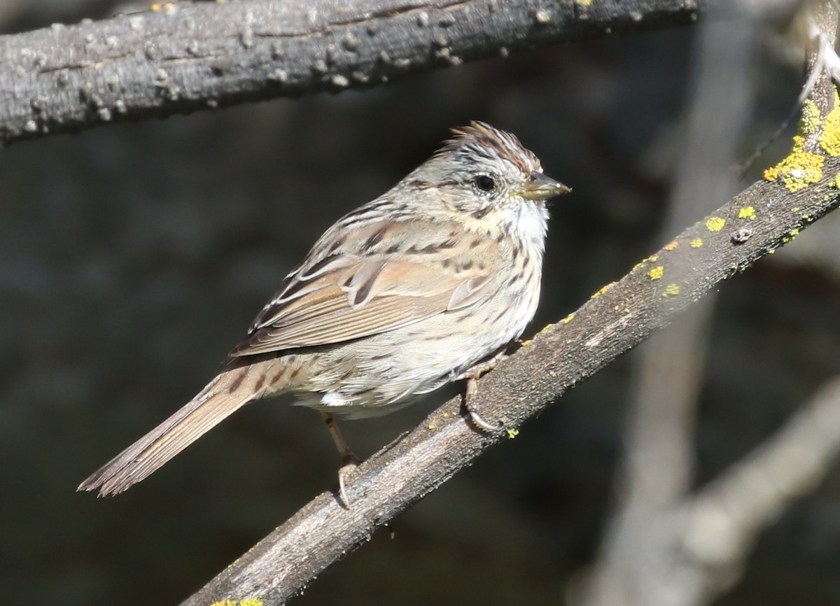 Lincoln's Sparrow - ML50603461