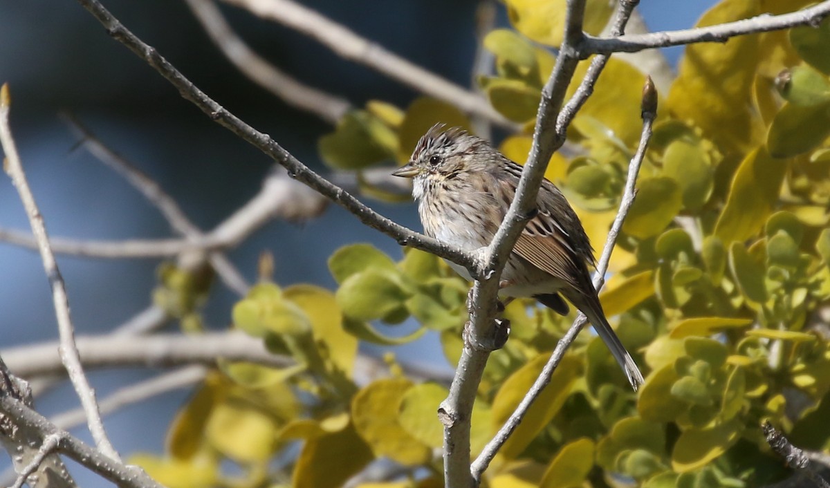 Lincoln's Sparrow - ML50603481