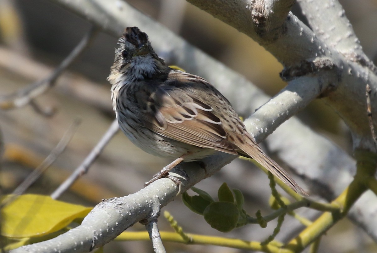 Lincoln's Sparrow - ML50603491