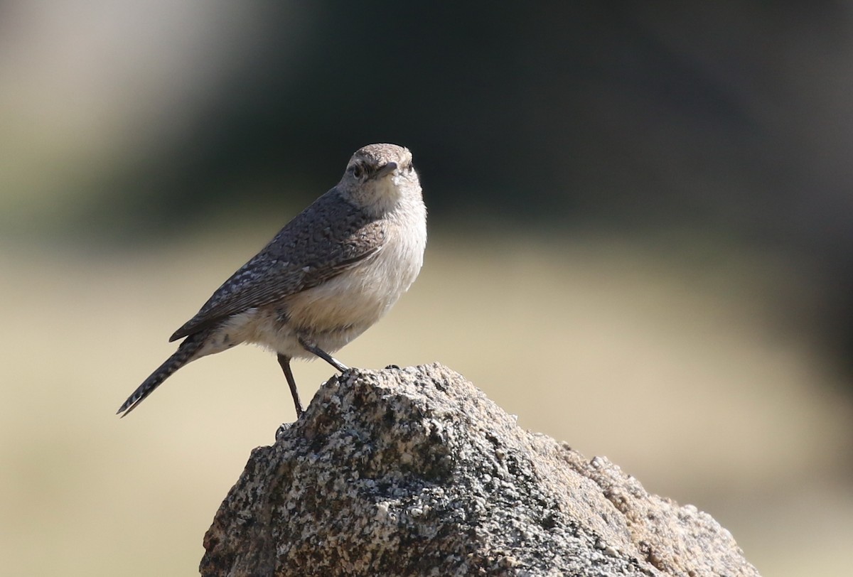 Rock Wren - ML50603511
