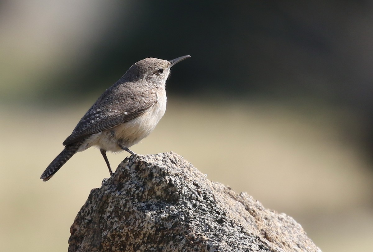 Rock Wren - ML50603521