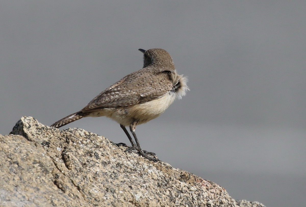 Rock Wren - ML50603531