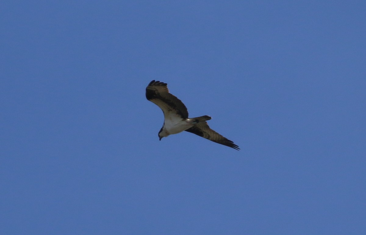 魚鷹 - ML50603561