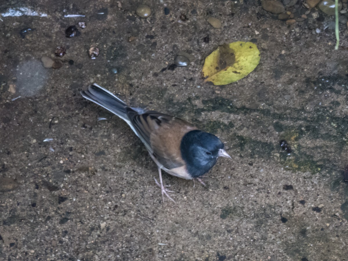 Dark-eyed Junco (Oregon) - ML506037041