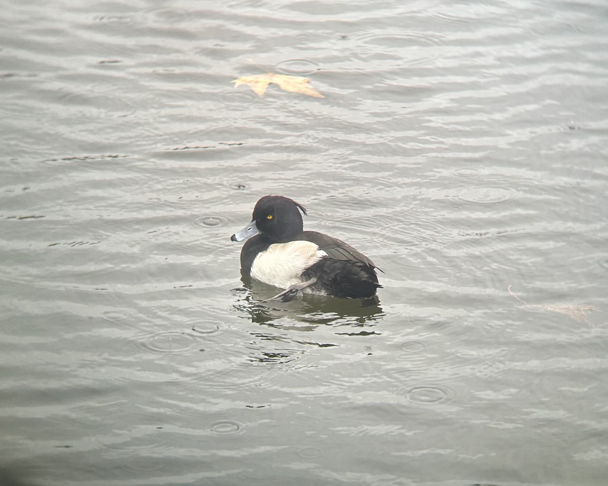 Tufted Duck - ML506037231