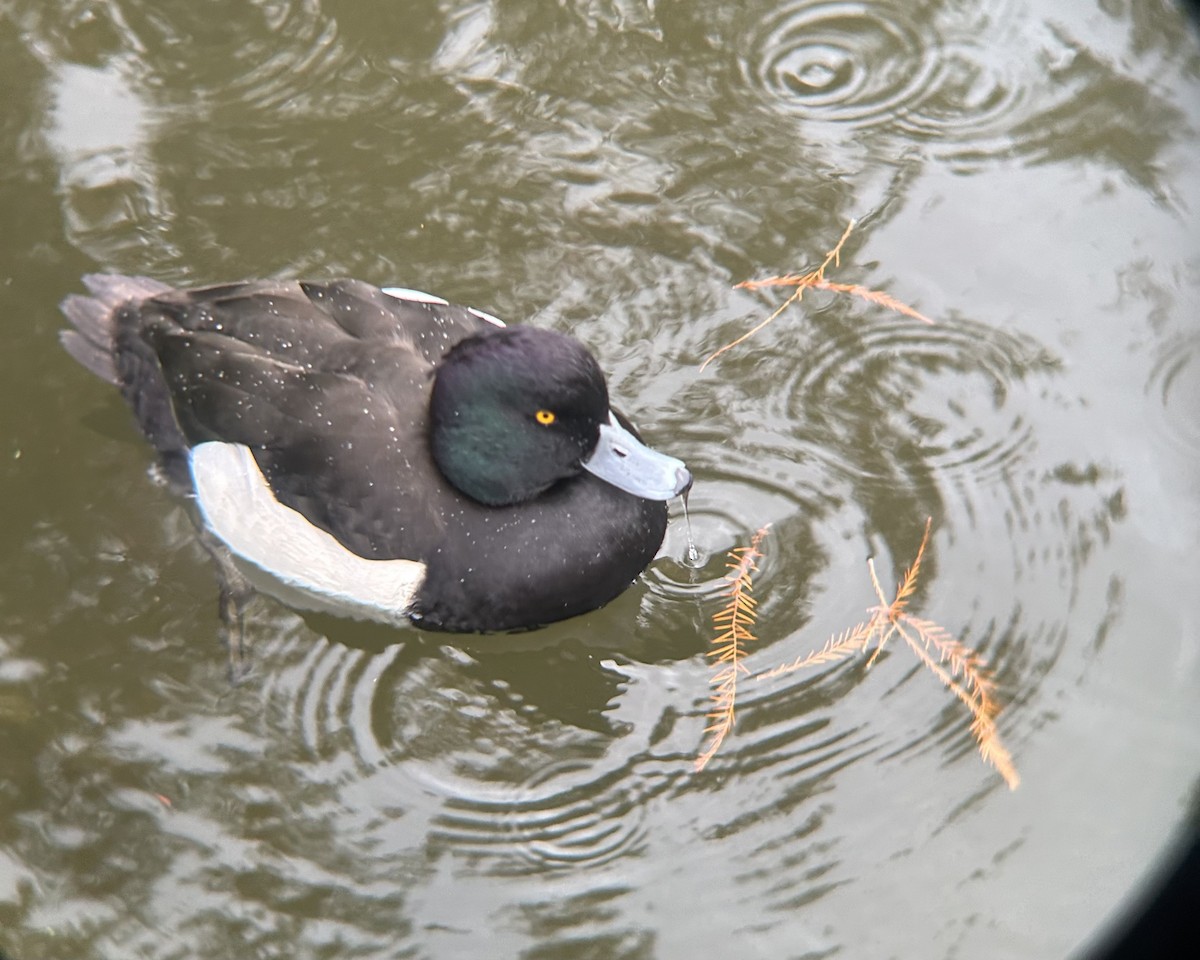 Tufted Duck - ML506037241