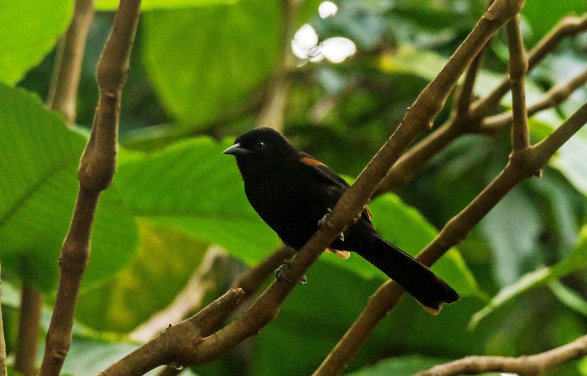 Variable Oriole - ML506039401