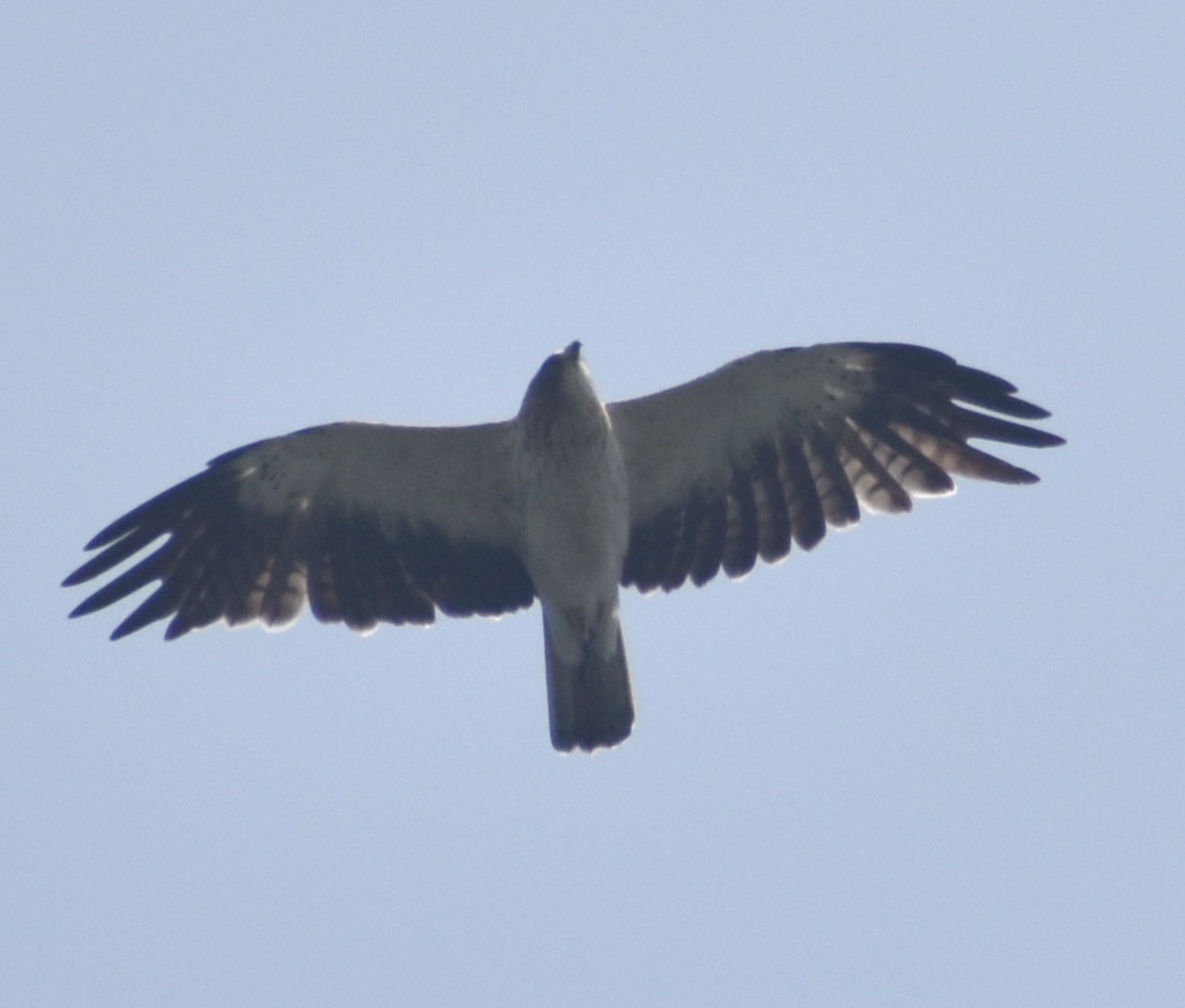 Booted Eagle - ML506039591