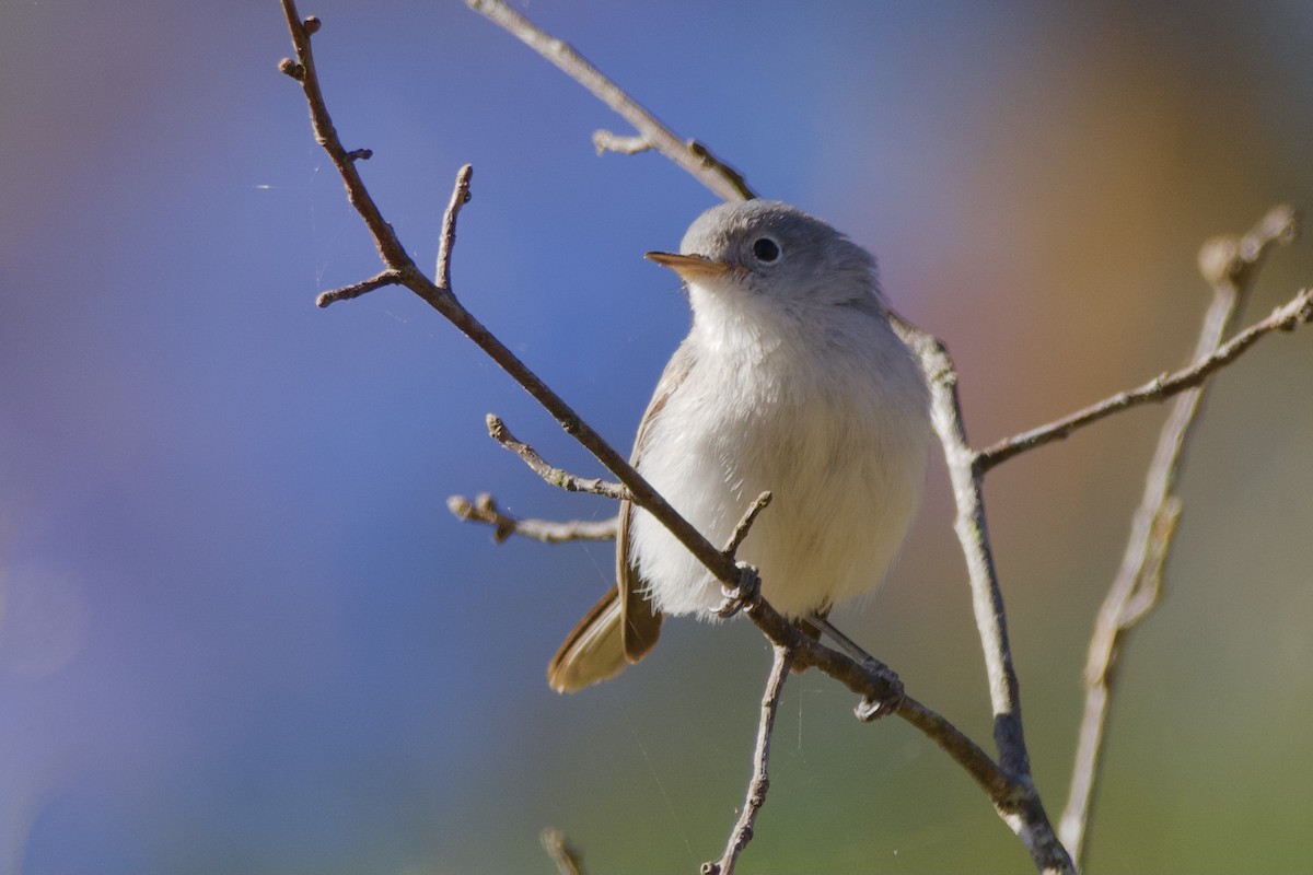 Blue-gray Gnatcatcher - ML506039731