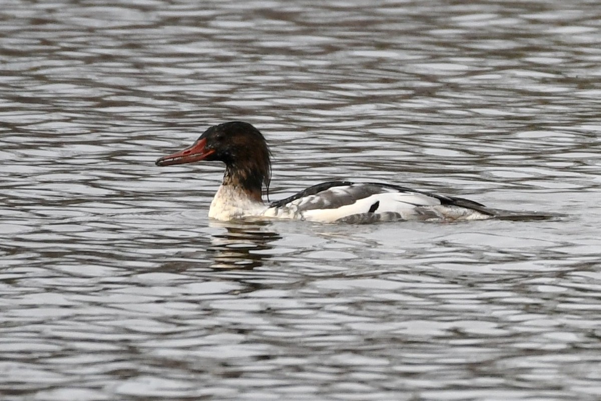 Common Merganser - ML506041491