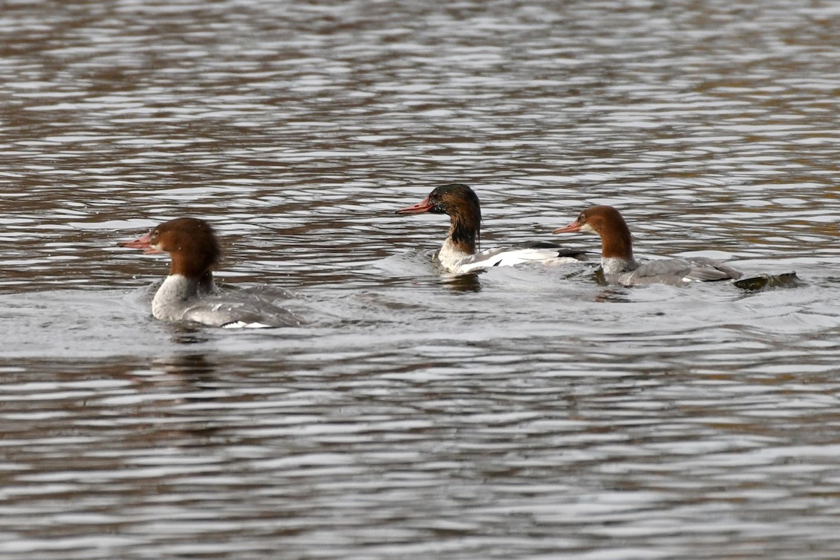 Common Merganser - ML506041501