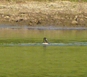 Bufflehead - ML506042931