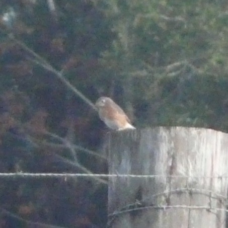 Eastern Bluebird - ML506043051