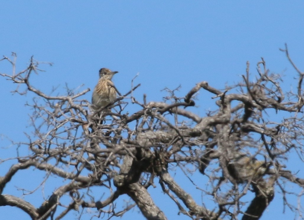 Greater Roadrunner - ML50604311