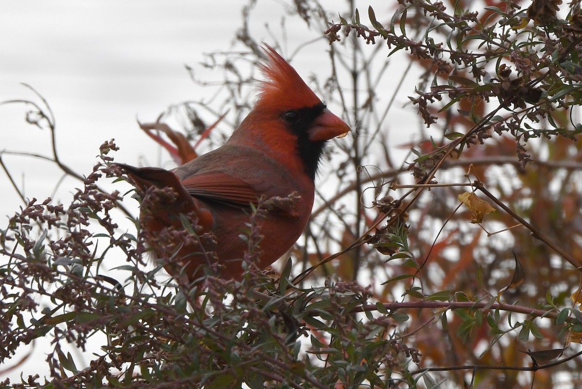 Northern Cardinal - ML506043151