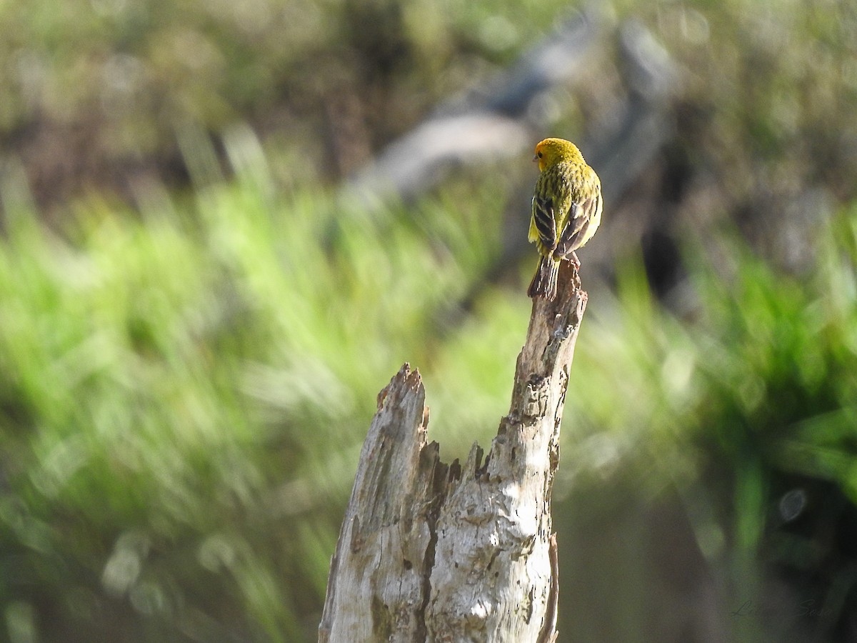 Saffron Finch - Liliana Noemi Sosa