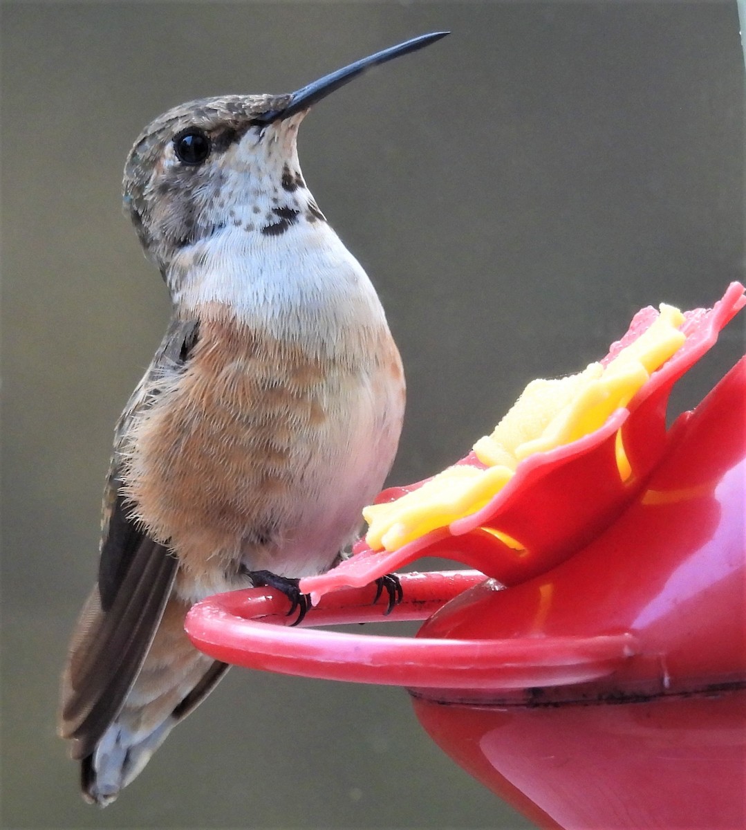 Rufous Hummingbird - ML506043451