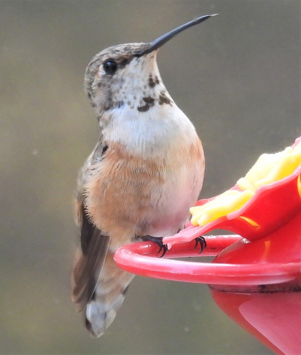 Rufous Hummingbird - ML506043561
