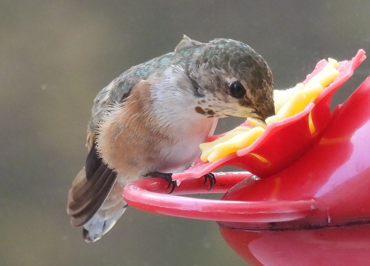 Rufous Hummingbird - ML506043651