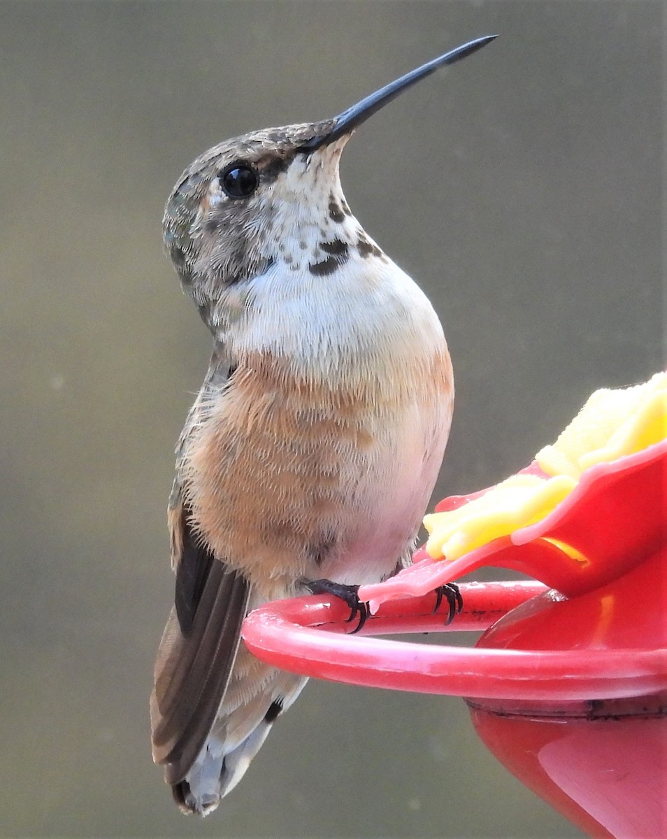 Rufous Hummingbird - ML506043781