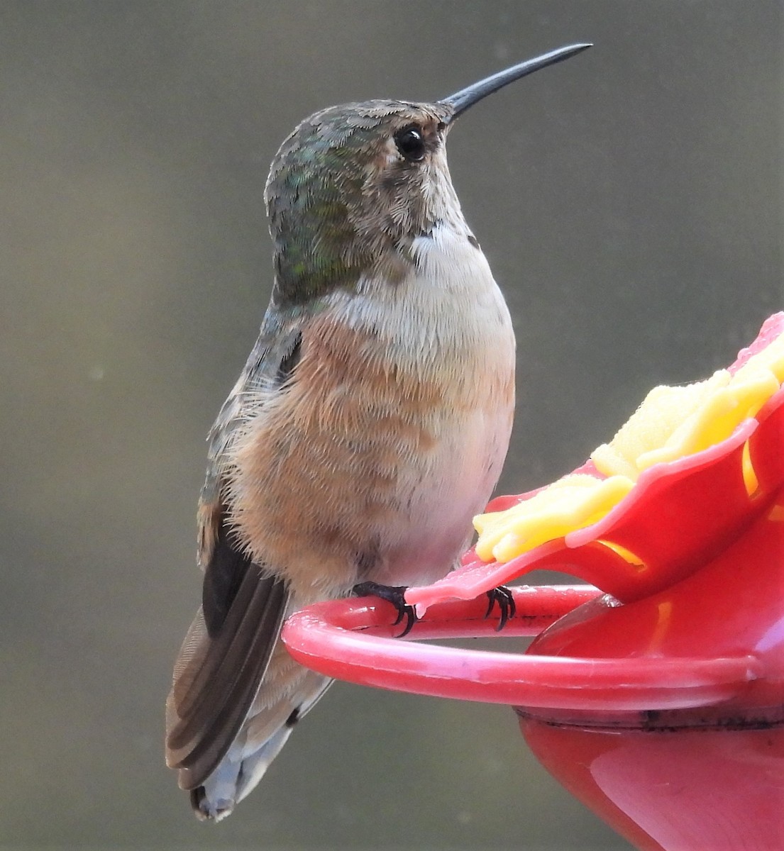 Rufous Hummingbird - ML506044071