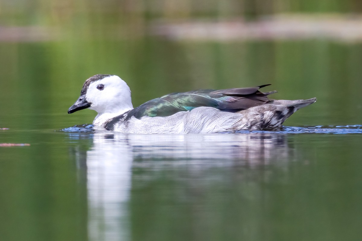 Cotton Pygmy-Goose - ML506044711