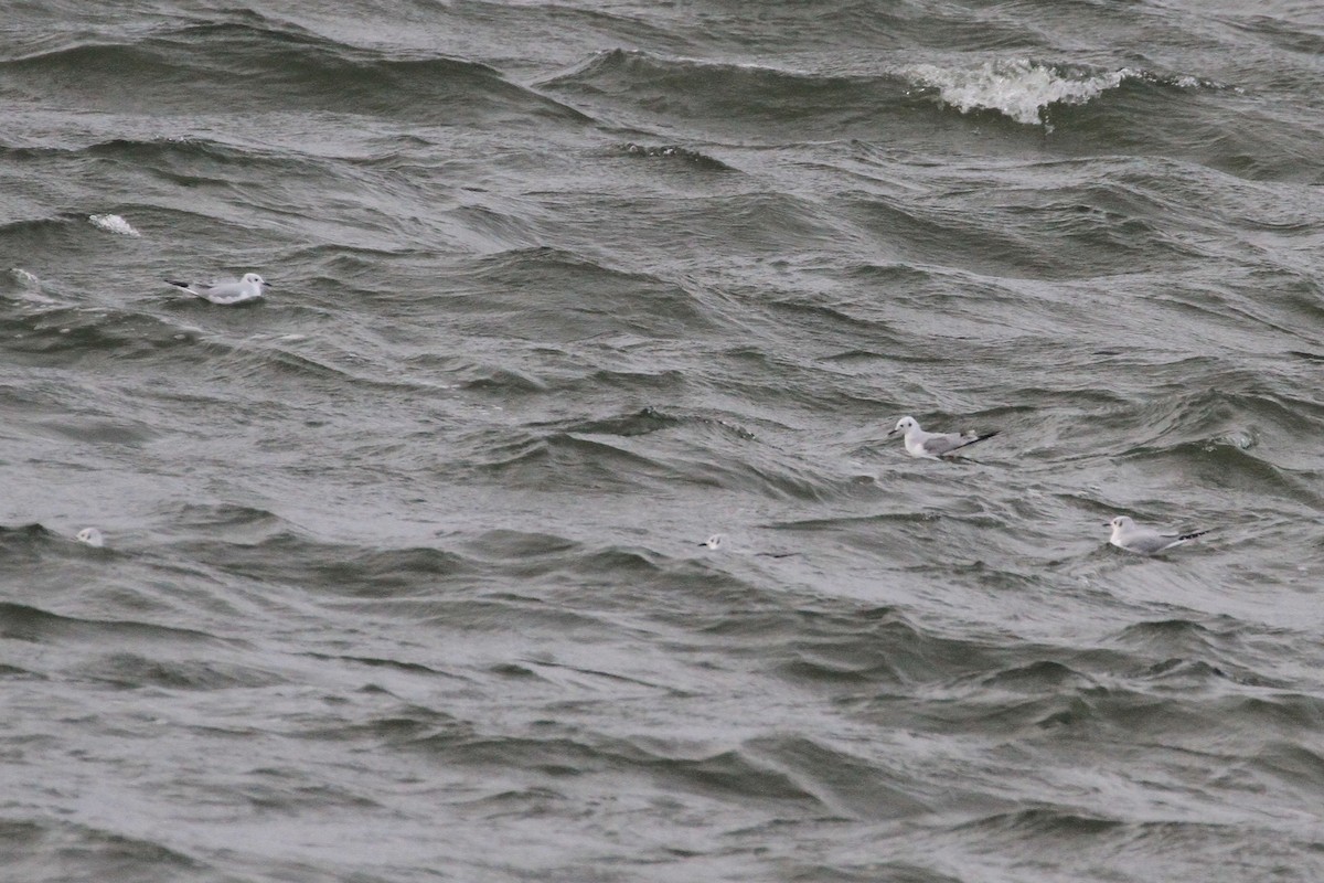 Bonaparte's Gull - ML506045001