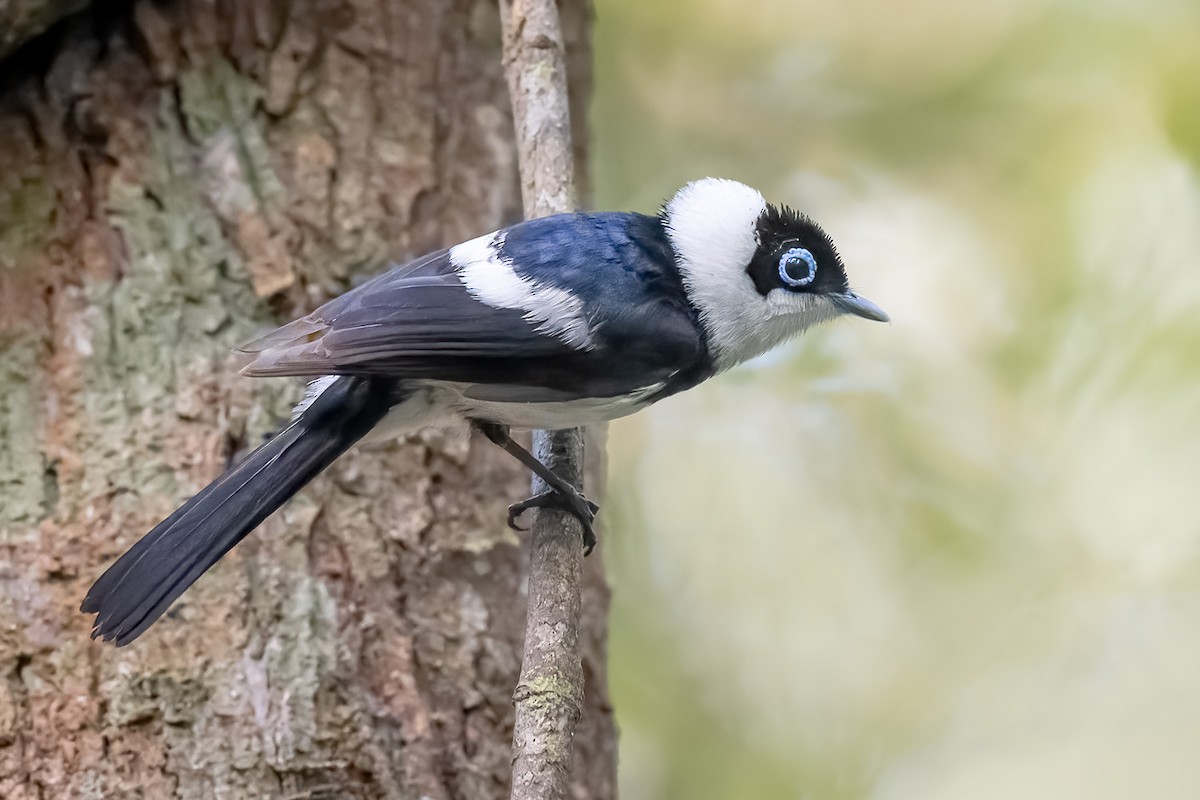 Pied Monarch - ML506045781