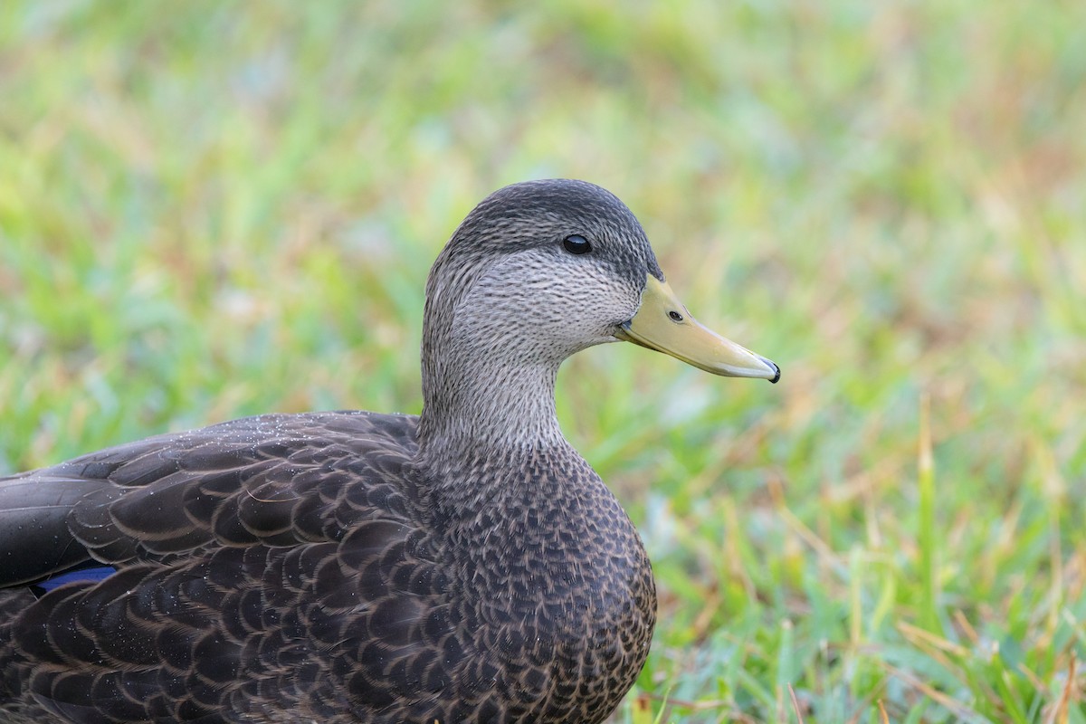 American Black Duck - Yann Muzika