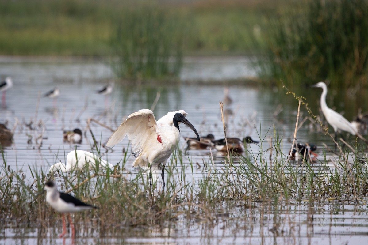 Ibis à tête noire - ML506046921