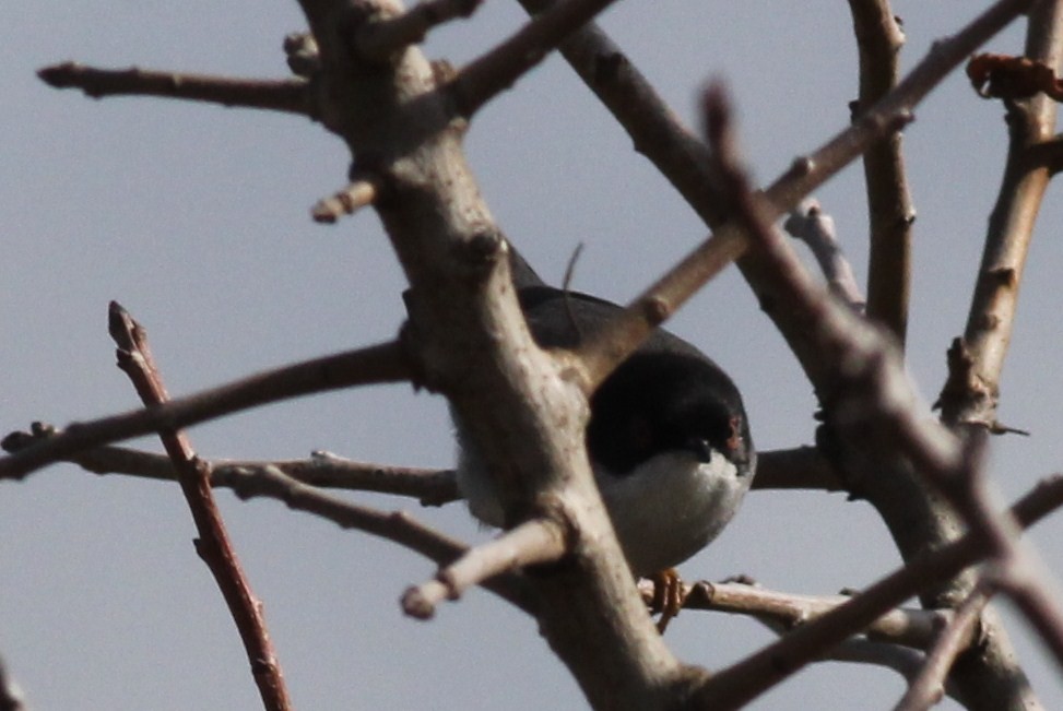 Curruca Cabecinegra - ML50604791