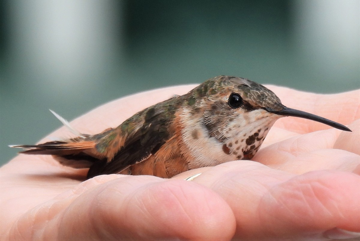 Rufous Hummingbird - ML506048871