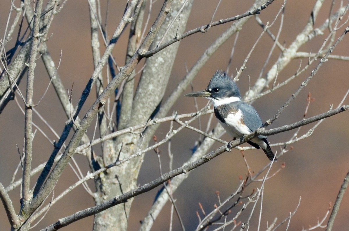 Belted Kingfisher - ML506049001