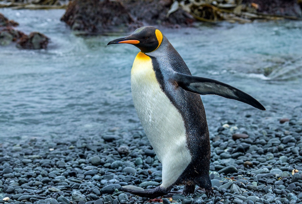 King Penguin - ML506049061