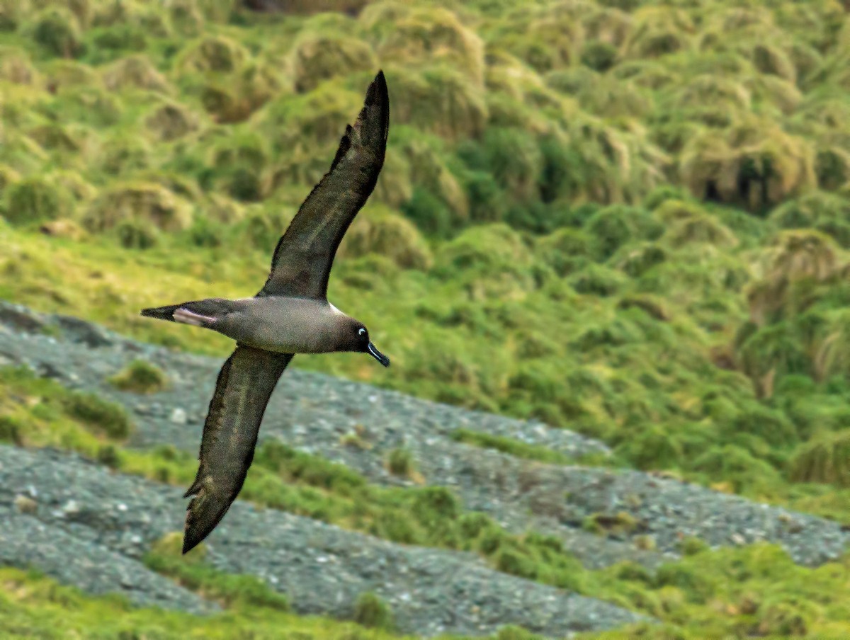 Light-mantled Albatross - ML506049191