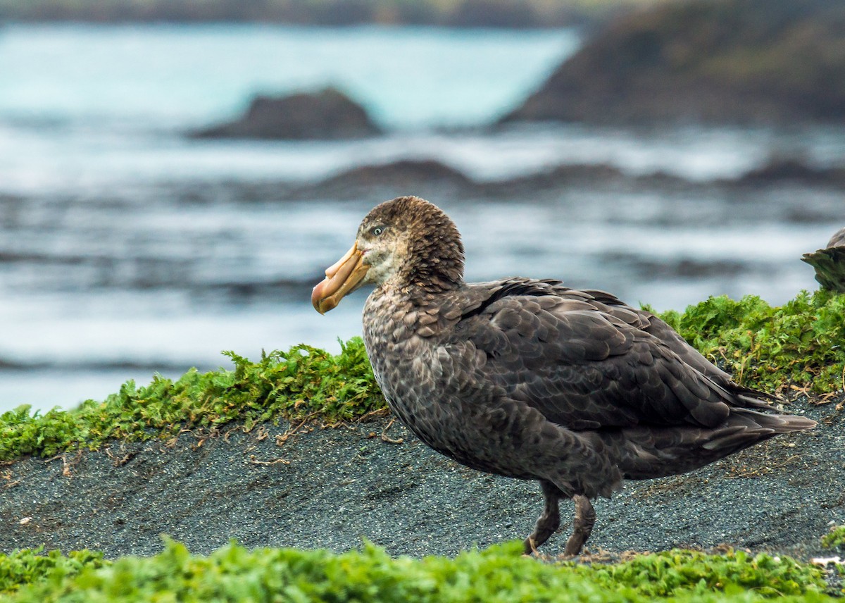 Northern Giant-Petrel - ML506049231